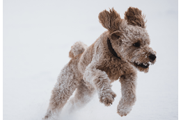 愛犬がゴミ袋を漁り中…背後から「ワッ！」次の瞬間⇒想像以上のリアクションに「怒るの忘れた」 画像