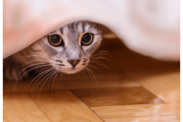 帰宅したら愛猫が消えた！？家中で名前を呼び、絶望した瞬間に⇒思わぬ場所から現れ「ここか」 画像