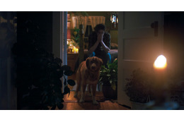 “何か”が見える…犬のインディ、飼い主を守るため奮闘　全編犬視点のホラー映画『GOOD BOY／グッド・ボーイ』特報＆本ポスター