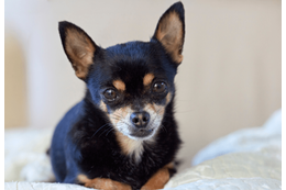 玄関を開けると“ふかふかの道”！？愛犬の謎なお出迎えに「思わず笑った」 画像