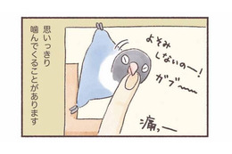 インコもやきもちをやく!? 大好きな飼い主に見せる”嫉妬サイン”【うちのインコたちは今日もおしゃべり #４】