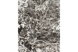 市川孝典、個展「FLEETING DAYS」10月7日より渋谷・NONLECTURE book/artsで開催