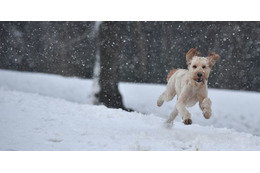 雪に包まれる札幌の練習場、公式Twitterの紹介に配慮があふれる 画像