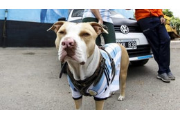 ピッチに乱入した犬、シュートを止めて話題に 画像