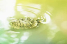 コツコツ1000万円貯める！カメの積立貯金術って？ 画像