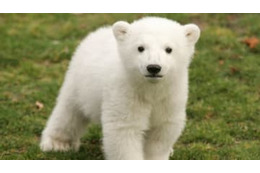 かわいい北極グマの赤ちゃん、名前がなんとサッカーチームになる！ 画像