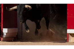 暴走した動物がピッチへ！選手が「病院送りのタックル」喰らう 画像