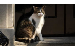 猫が歌うチャンピオンズリーグ「ニャンセム」がすごくかわいいので。 画像