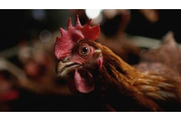 23歳選手、鶏を蹴り殺して一発レッド…「衝撃シーン」がこれ 画像