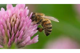 ピッチに「蜂の群れが侵入」するとこうなる…驚きの映像がこれ 画像