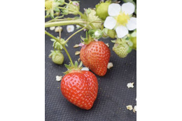 和牛や果物種苗、流出防止強化へ 画像