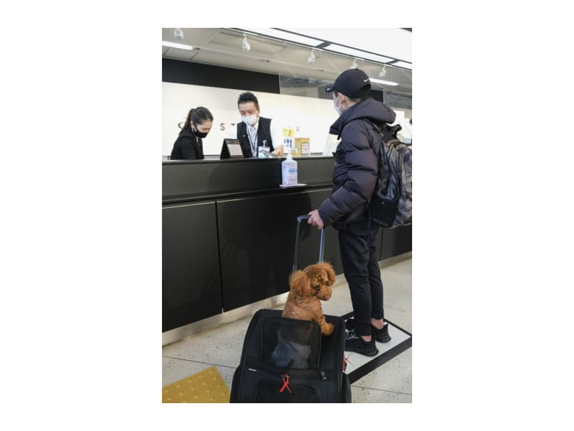 スターフライヤーが昨年12月に実施したペットの機内同伴サービスの実証実験＝北九州空港
