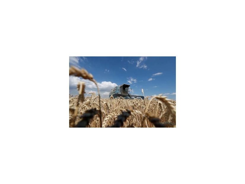 ウクライナの首都キエフ近郊の小麦畑＝2020年7月（ロイター＝共同）