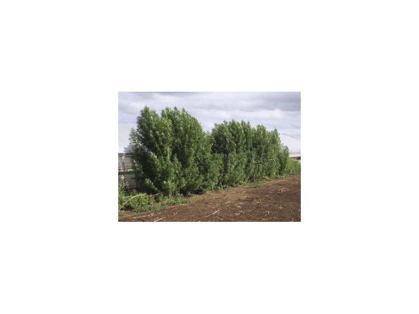 容疑者が技能実習生として働いていた畑で栽培したとみられる大麻草＝茨城県鉾田市（同県警提供）