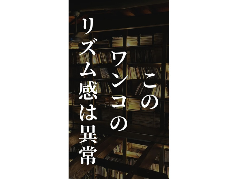 「この犬、音楽の才能が異常だって！」「脅威のリズム感」「目が離せない！」ドラムを叩くワンちゃんと飼い主のセッションは見ものです