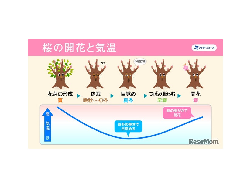 桜の開花と気温