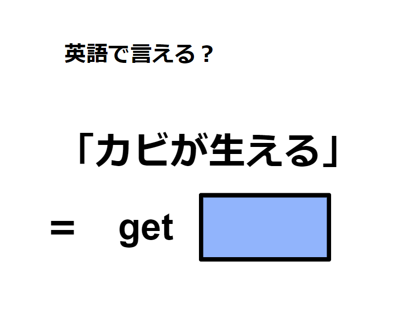 英語で「カビが生える」はなんて言う？