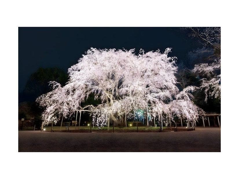 しだれ桜のライトアップ（イメージ）／提供画像