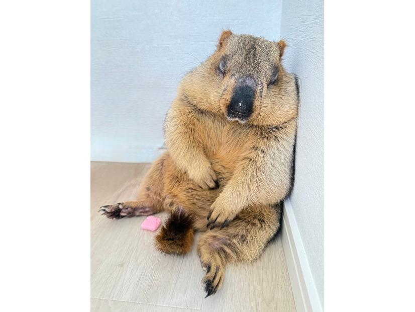 寝落ちするヒマラヤマーモット／マーモット村／提供画像