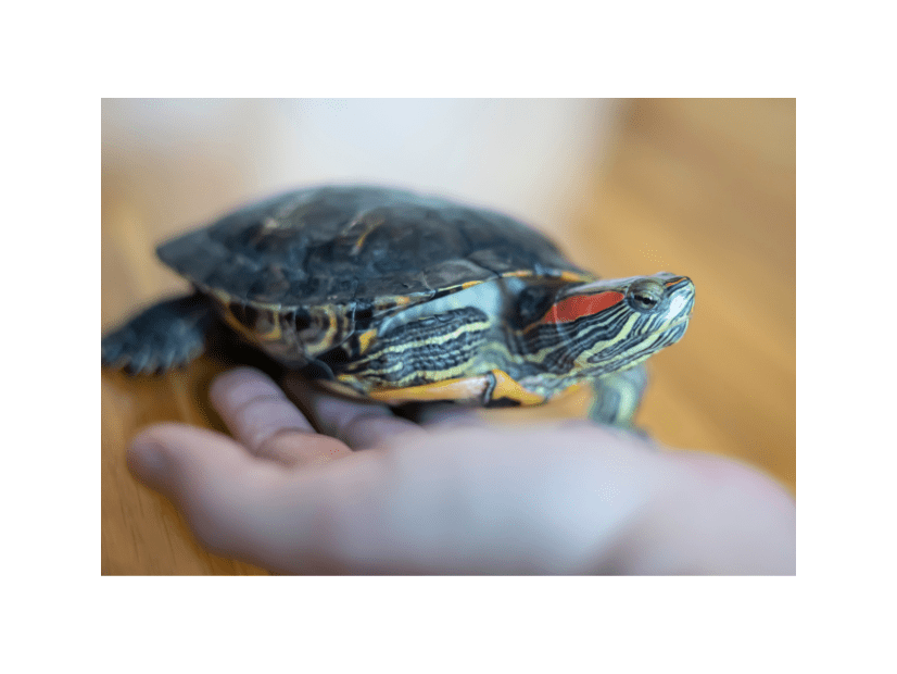 家の中で放飼いしていた亀　その後、予想外な居場所に「プッ」「居心地よさそう」