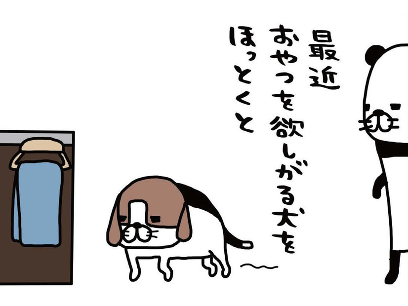 食事はカリカリとジャーキーの繰り返し。全く飽きたそぶりナシ？【パンダと犬 ＃15】