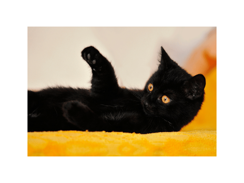 ベッドで寝ていると愛猫が上に乗ってきて…→可愛い行動に「まるで握手」