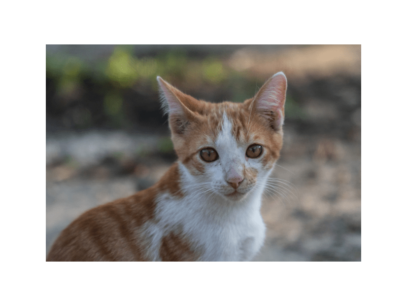 やせ細った子猫を保護した家族　1年後の様子に→「美しい猫」「人見知りだったのに」
