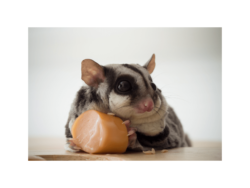 隅で好物を食べるモモンガ　飼い主が後ろから近づいた結果…「人間みたい」「どこに行った」
