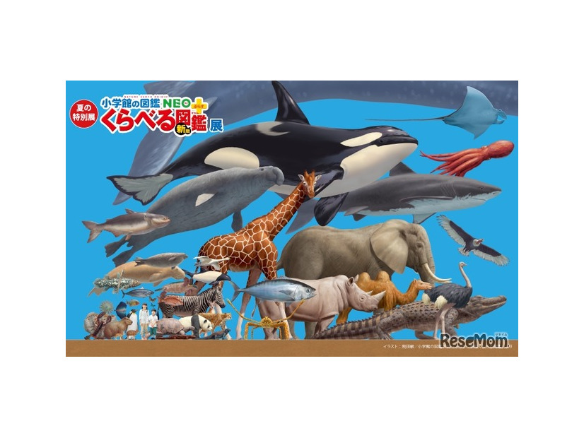 夏の特別展「くらべる図鑑展」