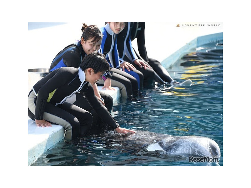 イルカとの触れ合いのようす