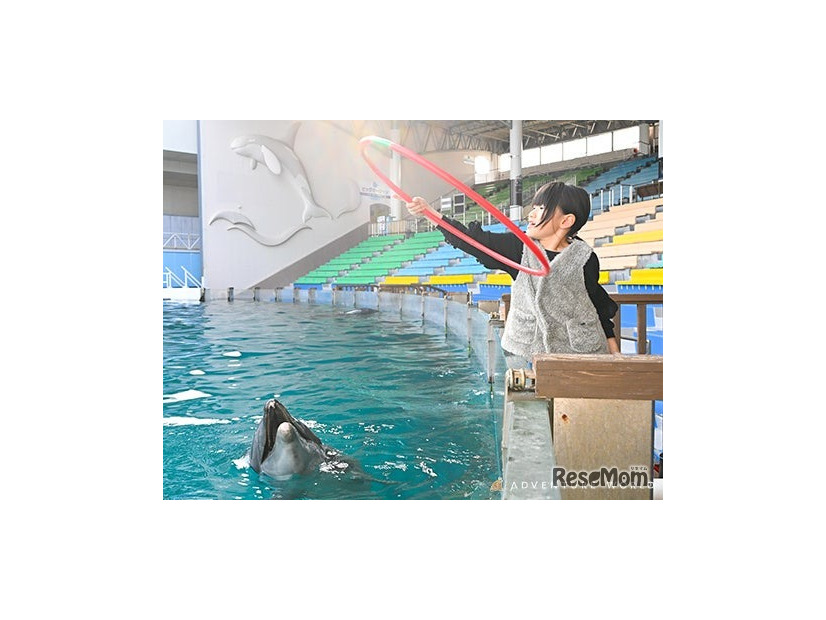 Play with Dolphin