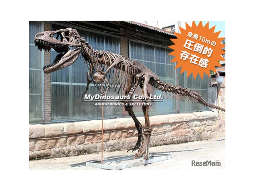 ティラノサウルス全身骨格