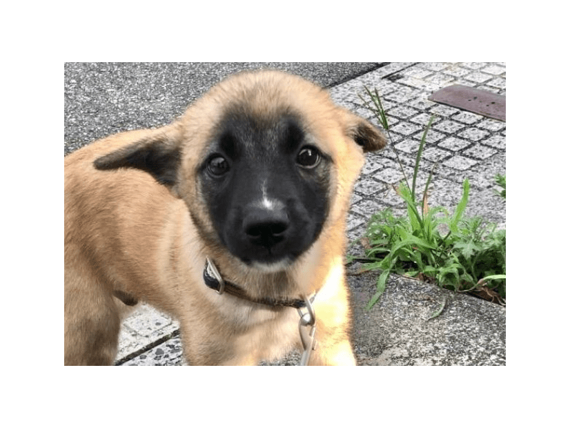 雑種の子犬を引き取った私　飼い始めた3ヶ月後…→まさかの変貌に「急激な成長」「可愛さは変わらない」