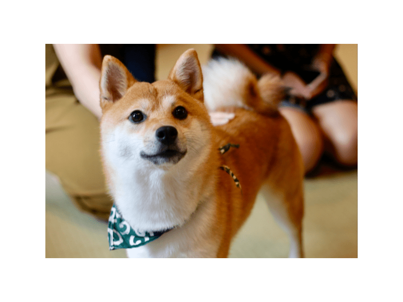 敏感すぎる柴犬…禁句の”おふろ”を言い換えたら⇒まさかの状態に「思わず笑った」