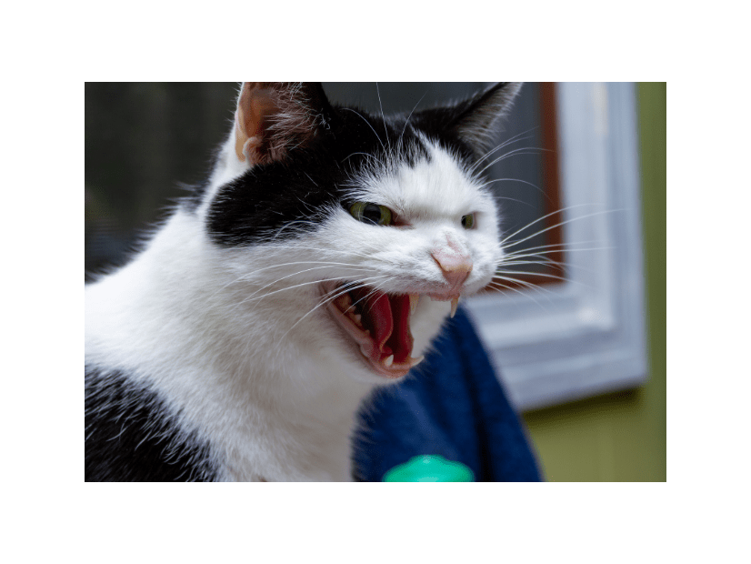 なぜか唸り声を出す猫　慌ててリビングにいった瞬間⇒まさかの行動に「強敵だ」「残念だったね」