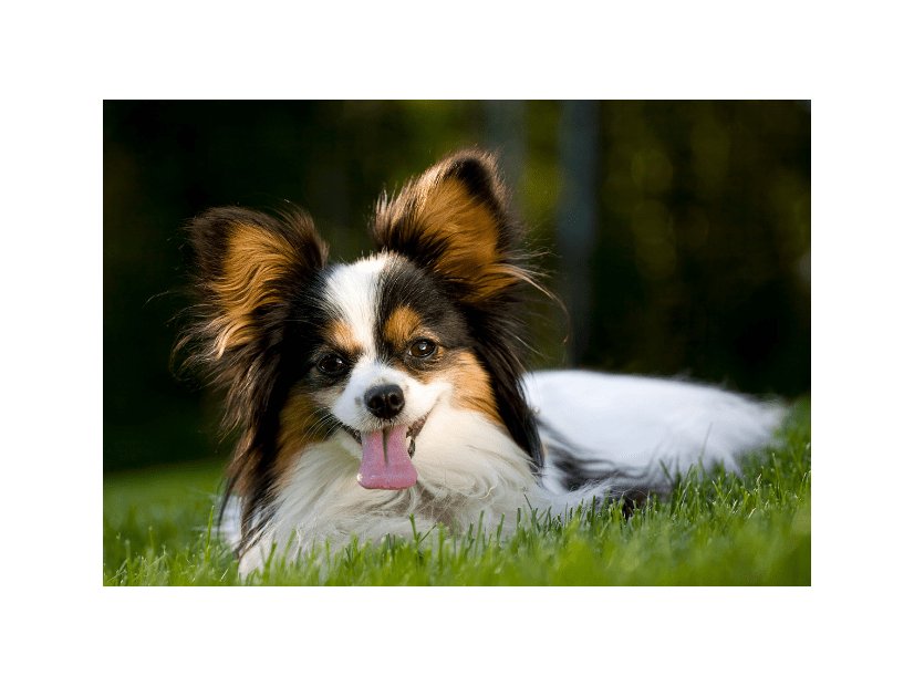2歳のパピヨン　可愛いレインコートを着せた結果⇒愛犬の”まさかの行動”に「え！」「すごい」