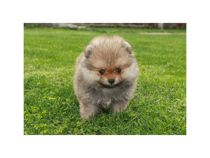 生後6ヶ月のポメラニアン…飼い主がいたずらを□ると⇒愛犬の”拗ねたときの行動”に「かわいい」