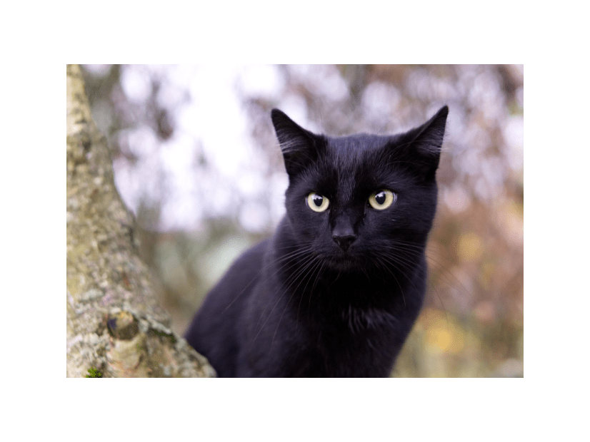 痩せ細った野良の黒猫　子猫を連れてきたので保護すると⇒まさかの展開に「すっかりメロメロ」