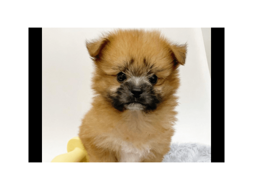 ペットショップで一目惚れした愛犬　昔の写真を見返すと⇒成長した後の変貌に「驚いた」「笑顔になった」