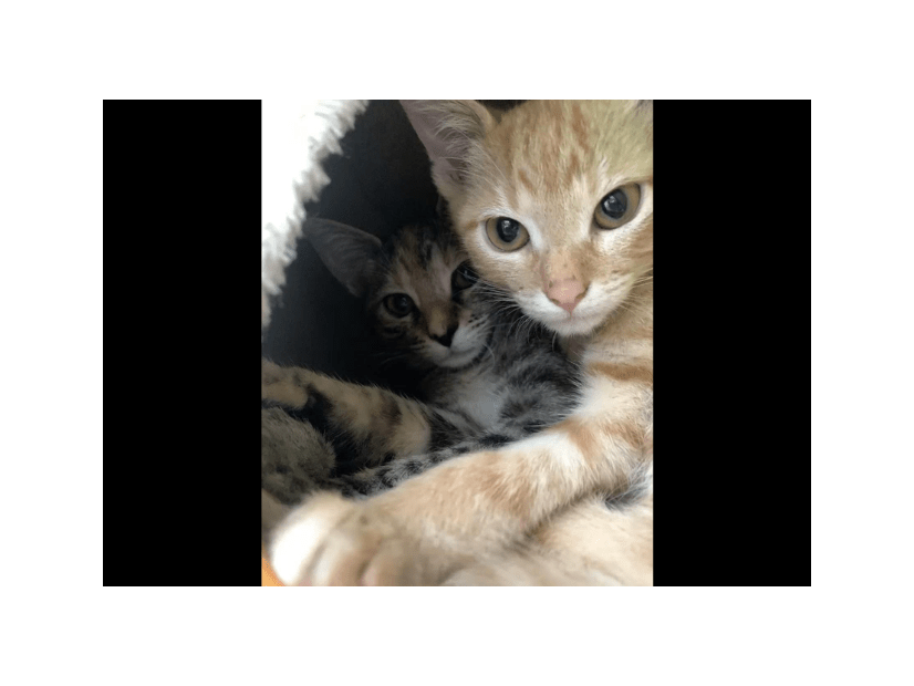 動物病院で…「鍵をかけたはずなのに！」愛猫の”まさかの行動”で⇒獣医「この子たちは頭がいい」