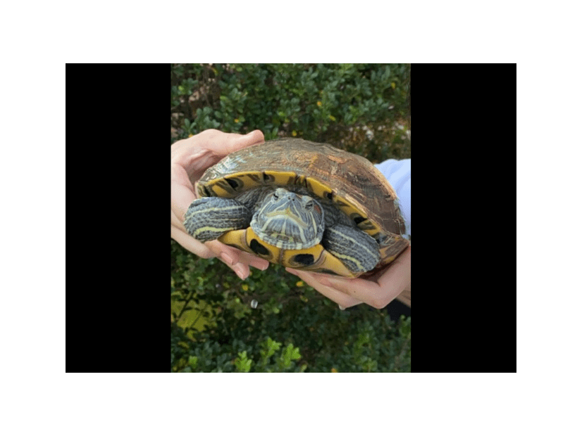 ベランダで飼っている亀　なぜかエレベーターの近くで発見⇒「なんでここに？！」亀がいた”まさかの理由”に驚愕