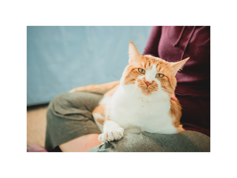 80代の祖父が大好きな4歳の孫　祖父の膝で眠る猫を見ると⇒孫の“まねっこ行動”に「ほっこり」