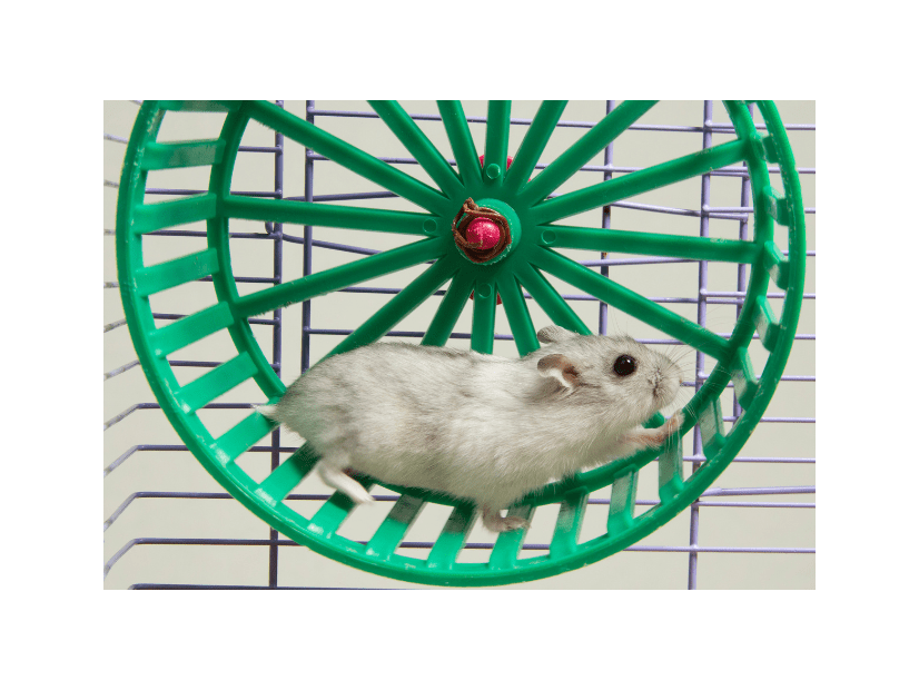 暗闇で回し車を走るハムスター　そっと電気をつけてみると⇒見せた“意外な表情”にほっこり