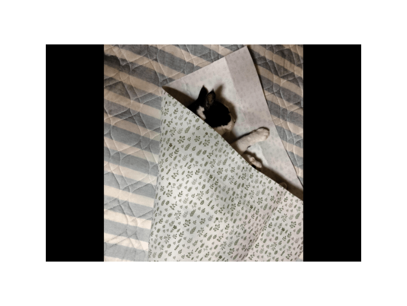 保護猫を飼う飼い主　猫がゴロゴロしていると⇒まさかの状態に「猫クレープ」「自分で包まった」