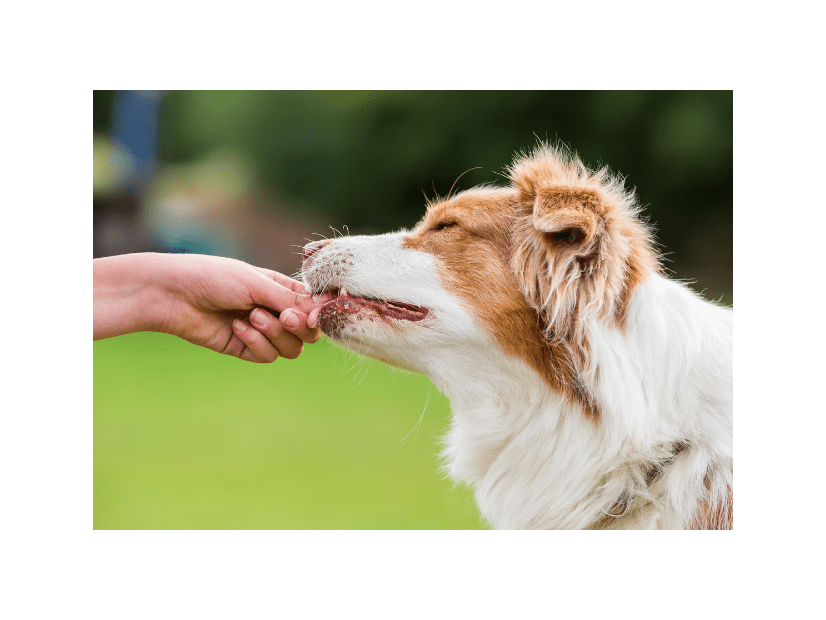 頭がよすぎる愛犬…家族がおやつをあげようとすると⇒まさかの先周りに「もしかしてAIなの？」