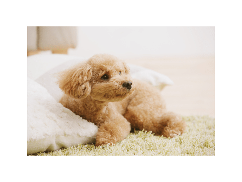 エアコンの風が好きな犬　お気に入りのぬいぐるみを集めると⇒思いがけない行動に「なんて可愛いの！」