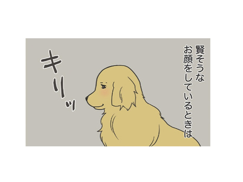 寝ぼけ顔は知的で、目が醒めるととぼけた顔に？愛犬のギャップがかわいい！【おさんぽですし！　おしゃべり犬とイライラ猫の日記 #５】