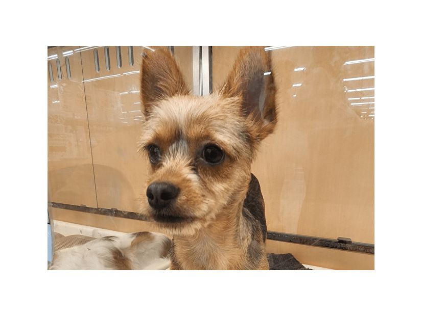 「おじさんみたい」8ヶ月売れ残りの犬　我が家に迎え入れると…⇒見違えるほど健康的な姿に「可愛くなった」