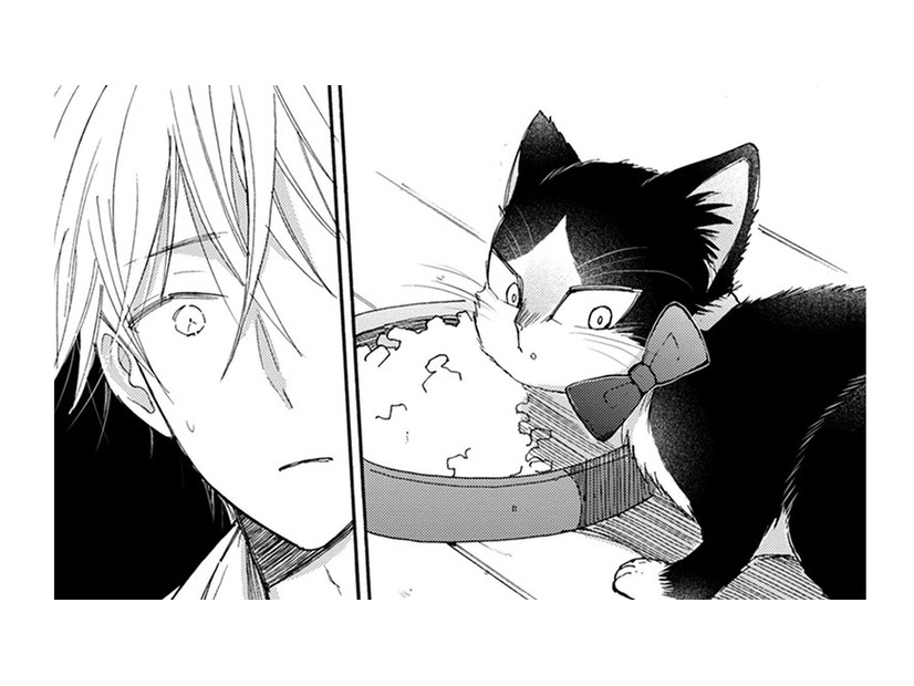 首輪をつけようとすると、かわす猫!! 最後の手段でにエサを食べている途中につけてみると…【同居人はひざ、時々、頭のうえ。 #60】