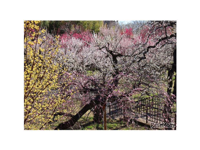 うめ園（2025年撮影）